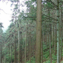 Cunninghamia lanceolata fast-growing Yunnan Cedar seedlings can be sown in the four seasons.