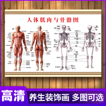Human skeletal muscle structure organ anatomy myofascial trigger point side pressure pain point muscle fitness poster Medical Foundation publicity hanging painting Chinese medicine human meridian acupoint map wall sticker