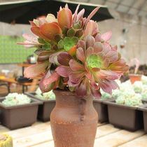 Succulents black mage red round flower potted giant plant embellished desktop landscape good breeding easy to live and easy to plant