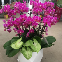 Phalaenopsis potted flowers green plants Spring Festival Shenyang Dalian Shijiazhuang Changchun Company Annual Meeting