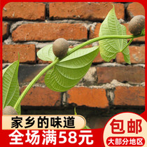 Fresh yellow drugson dioscoon seeds fruits more than zero 500g Nind Shou Ninh Tut production