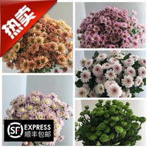 Flowers small daisies fresh Kunming Yunnan flowers small chrysanthemum flowers small Zouju family meeting flower arrangement
