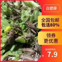Cricket Feed Living Lizard Watch Corner Frog Dragon Bird Needle Cricket Husky