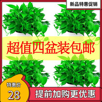  Green dill potted indoor formaldehyde removal large leaf long vine green basket hydroponic chlorophyll plant flower Green house  