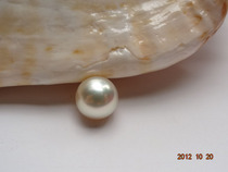 New To Nanyang Sea Water Pearl Gold Pearl 11-12mm Light Golden Positive Round Flawless Glare