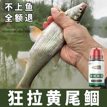 Catch yellowtail flounder dedicated bait wild fishing green tail catfish reservoir wild fishing gu yu play wo liao specializing in huang wei gu wo liao red-tailed hawk