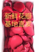 520g fresh true rose petals please wedding decoration birthday bubble bath bath spa hot spring