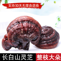 Purple Ganoderma lucidum Changbai Mountain Ganoderma lucidum natural deep mountain basswood semi-wild purple lucidum Northeast Ganoderma chip Tea 250g