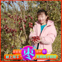  Xinjiang original ecological big red jujube New jujube authentic with gray unwashed hanging dry jujube 500g pregnant women snack Hetian Jujube