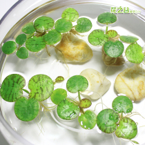 Pingman Panjing aquatic grass BAO WEN water quality aquarium 10 yuan landscaping purification duckweed fish tank