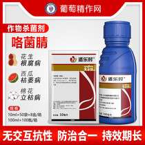 Syngenta Shilohyromodolo nitrile Seed Coating Agent Seed dressing agent root rot celery Sclerotinia pesticide fungicide