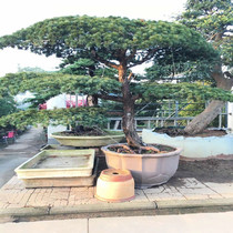 Large welcome pine bonsai plant large stump cold-resistant shape pine four seasons outdoor pine living room courtyard villa