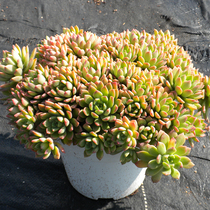 Plant collection Marcus old pile Succulents Large combination potted meat plants Radiation-proof green plants Flowers