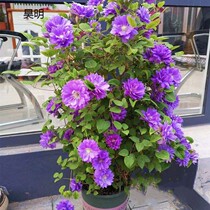 Cold-resistant Clematis Root Flower Seedlings Indoor and Outdoor Courtyard Climbing Plants Perennial Easy-to-grow Four Seasons Flowering Potted Plants