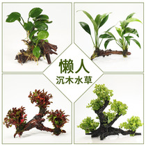 Fish tank landscaping aquatic plants living plants lazy water Banyan sunken wood aquarium purification water quality oxygen decoration real grass