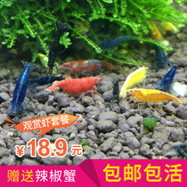 Ornamental shrimp package crystal shrimp extreme fire shrimp cherry blossom shrimp glazed shrimp shrimp glazed shrimp shrimp shrimp Golden back water Family black shell shrimp tool shrimp