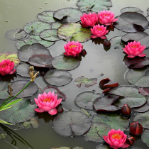 Lotus Shadow Rangzhai Bowl Lotus Indoor Hui Potted Small Water Lilies with Buds Indoor Water Four Seasons Lotus Bowl Lotus