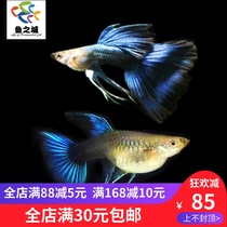 Fish City satin with blue gown peacock satin with blue peacock fish lightning blue trophies Ornamental Fetal Fish Living
