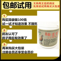 High Wang Wang Intestinal Treasure young pigeon racing pigeon-to-be-dove water pans green to savour the hair and stay in the gut