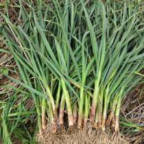 Fresh garlic seedlings 3 pounds of Sichuan spot high mountain freshly dug vegetables vegetable farmers  special products pesto