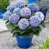 Hydrangea potted plants with flowers endless summer hydrangea seedlings extra large old pile flowers potted plants indoor flowers good to raise