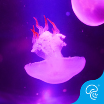 Red moon jellyfish live pet living life Rocket small jellyfish jellyfish seedlings non-luminous jellyfish non-freshwater ornamental fish