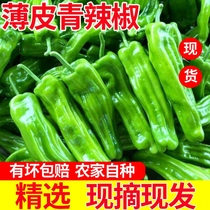 Farmers now pick fresh tiger pepper skin thin meat thick green pepper vegetables soft tender and refreshing horn pepper 5 kg