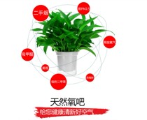 Giving Di a gift to a single full 3999 yuan to send indoor plants free of charge to absorb formaldehyde in 4 pots of big green dill potted plants