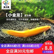 Fish City cold water frescoes gold dragon little golden dragon golden dragon golden loach living ornamental loach clean gold loach ornamental fish