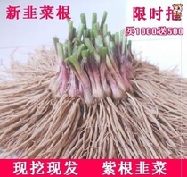 Leek root seedling purple root wide leaf leek root big leaf Four Seasons balcony potted new variety base leek now digging seedlings