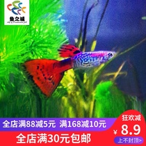 Guppies guppies live guppies live peacocks live snakes peacocks Colorful Snakes peacocks multicolored snakes peacocks