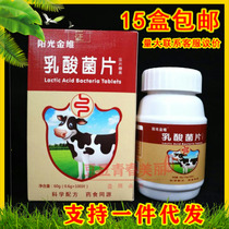 Sunshine Ginvey Lactic Acid Bacteria Sheet 100 Pieces Childrens Treasure Child Male And Female Adults Gut Good Probiotic Chewable Tablets