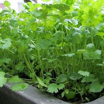 Cilantro seeds spring sown vegetables vegetable seeds Rapeseed seeds