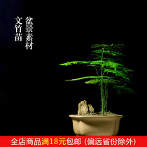 Wenzhu Miao literati pine study living room tea table bonsai potted plants Moss micro landscape landscaping material