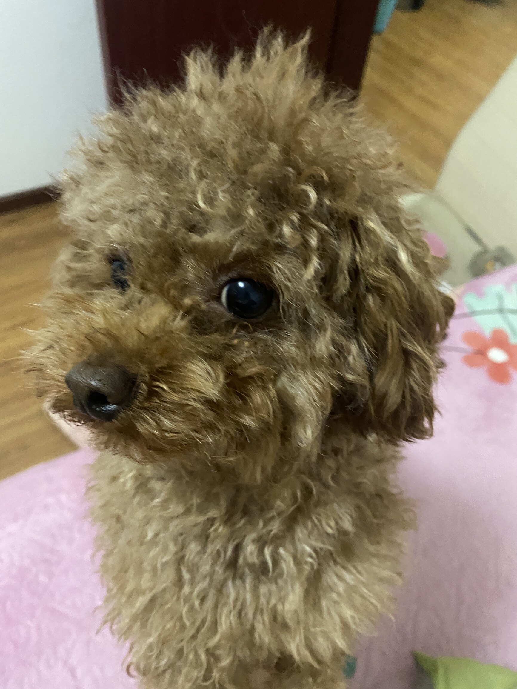 凯锐思犬主粮口碑怎样？详细解密有谁用过？