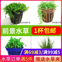 Climbing low pearl water plant Mini lying plant Fish tank landscaping package Freshwater lazy entry-level foreground lawn