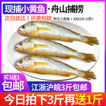 Buy 3 get 1 Zhoushan fresh small yellow croaker yellow croaker deep sea fish fish fish fish sea catch frozen seafood barbecue