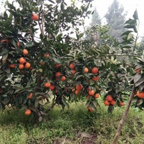 Chongqing Kaizhou blood orange (ten pounds in a box) More water sweet and juicy