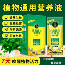 Nutrient solution green Laura plant universal flower and grass multi-meat domestic flower rich and expensive bamboo hydropony nourishing flower fertilizer