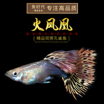 Fish Age] Fire Phoenix boutique guppies Thai purebred wing anchovies fire unicorn big-eared live fish