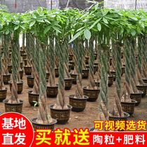 Fortune-making tree potted plant Large without basin Four Seasons evergreen Living room Merchants Large green Planted Braids Small Fry bonsai