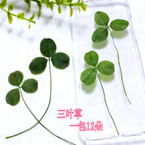 Clover spagliation Dried Flower Spared Flower Flower diy Handmade Flower Plant Teaching Dry Flower Specimen