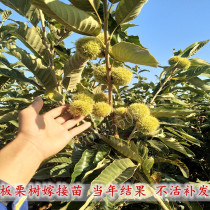 Chestnut tree grafted seedlings Extra large chestnut saplings planted in the north and south of the mountain plain of the year