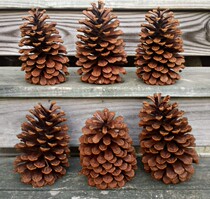Self-picking natural super-large pine pine pine tower dry flower Christmas tree DIY decoration manual zakka shooting