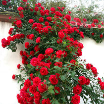 Rose Rose Oyue Vine this rose flower seedling climbing vine green plant courtyard garden garden balcony potted flower seedling