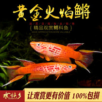 Gold flame killifish small fish tropical fish killiidae freshwater beautiful baby colorful pearl color killifish live fish