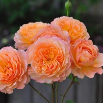 Ouka seedlings flower more flowers and pots of flowers and flowers Andre Dugard vine this month season seedling vine plants