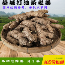 Guangxi Guilin Gongcheng hit camellia ingredients Old spicy ginger farm soil ginger Yuezi vine turmeric ginger shot 5 parts