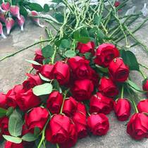 Corolla red rose seedlings with bud flowers Viewing flowers Green plants Balcony potted big flowers fragrant seasonal cut flowers