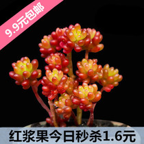 Succulents New red berry cute succulents combination potted succulents